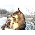 Чехословацкая волчья собака – щенки 2 месяца, мальчик.