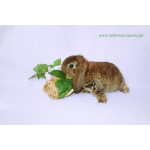 Карликовые домашние кролики рекс. + КЛЕТКИ = ДОСТАВКА. Питомник карликовых кроликов Зайкина усадьба