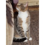 Яркий пятнистый котенок девочка Чика. Внешность шотландской кошки, темперамент бенгала. Возраст 7 м