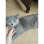 Британские котята