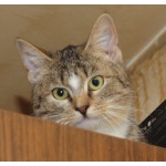 Яркий пятнистый котенок девочка Чика. Внешность шотландской кошки, темперамент бенгала. Возраст 7 м