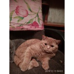 клубные подрощенные котята питомника’’sweettoy’’