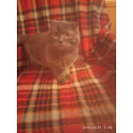 Котик