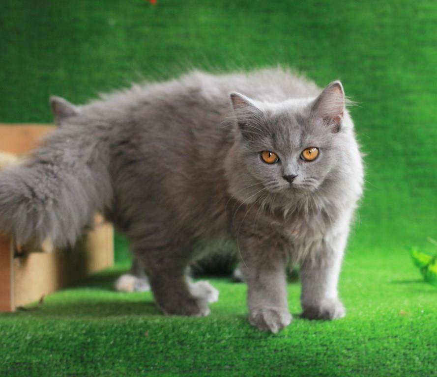 Какие кошки длинношерстные. Хайлендер британский длинношерстный. Британская длинношерстная Тобби. Британская длинношёрстная кошка. Британская длинношёрстная кошка серая.
