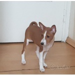 Уникальные щенки Африканская нелающая