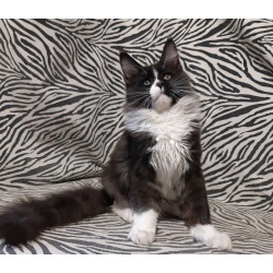 Котята породы Мейн-Кун