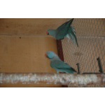 Александрийские попугаи