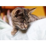 Барышня Шпрота, 3г - кошка, которая не видит плохого