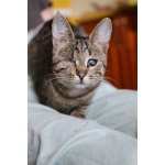 Барышня Шпрота, 3г - кошка, которая не видит плохого