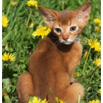 абиссинские котята