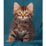 Чудесный полосатый и пушистый котенок-девочка