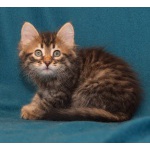 Чудесный полосатый и пушистый котенок-девочка