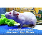 Морские свинки скинни - без шерсти