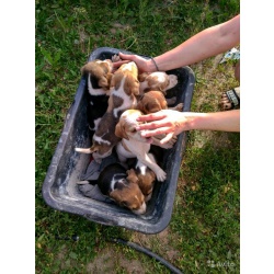 Продаются щенки породы эстонской гончей, второй помет, родились 11 апреля 2019 года