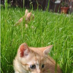 Отдам двух рыжих котят
