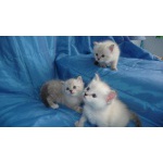 Невские маскарадные котята