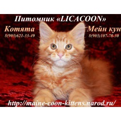 Мейн Кун - Чистокровные Котята!