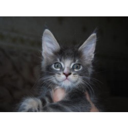 Голубой мраморный котенок породы мейн-кун