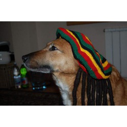 собака