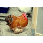 Цыплята и инкубационные яйца породистых кур