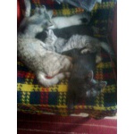 Кошка-мышеловка и три котёнка