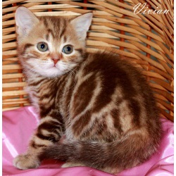 Британские котята шоколадный мрамор из питомика VIVIAN.