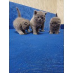 шотландские котята-девочки голубого окраса