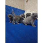 шотландские котята-девочки голубого окраса