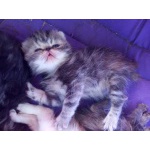 Котята медвежата