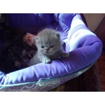 Котята медвежата