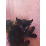 Котята несущие радость и счастье