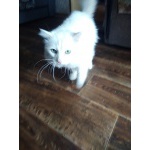 Отдам кота