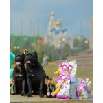 Предлагается для вязки титулованный кобель Кане Корсо