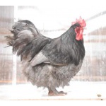 Цыплята и инкубационные яйца породистых кур