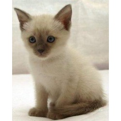 Продаю сиамских (тайских) котят 3 месяца