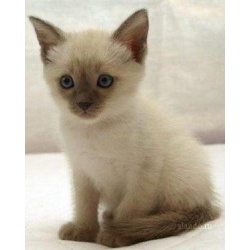 Продаю сиамских (тайских) котят 3 месяца