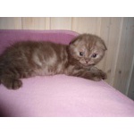 Вислоухие и прямоухие котята