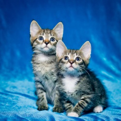 Два котенка в тельняшках в поисках дома