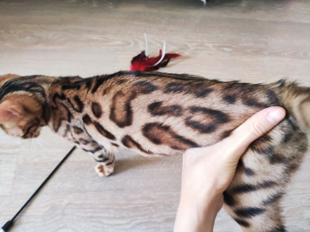 Бенгальский котенок