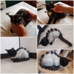 Стрижка кошек