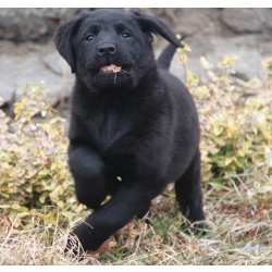 Лабрадор - щенки чёрного окраса