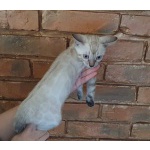 Бенгальский мальчик