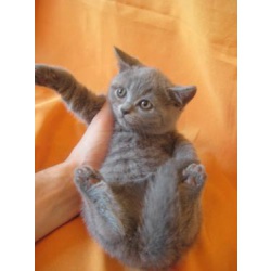Питомник Ольги Барсуковой. Британские котята голубые и лиловые