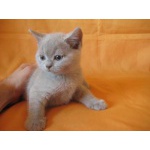 Питомник Ольги Барсуковой. Британские котята голубые и лиловые