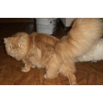 Продается персидский котик