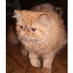 Продается персидский котик