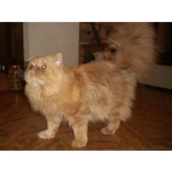 Продается персидский котик