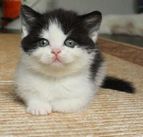 Британский черно белый котенок биколор купить 10000 руб. г. Москва №13570 -  птичий рынок ЭКЗОТИКА