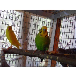 Зелёный попугай (ЧЕХИ)