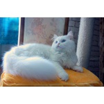 Голубоглазый белоснежный кот